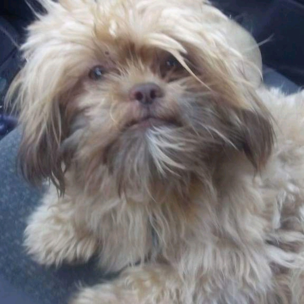 Meet your Posher, Ken